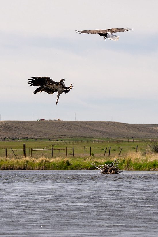 Bird of prey over open range