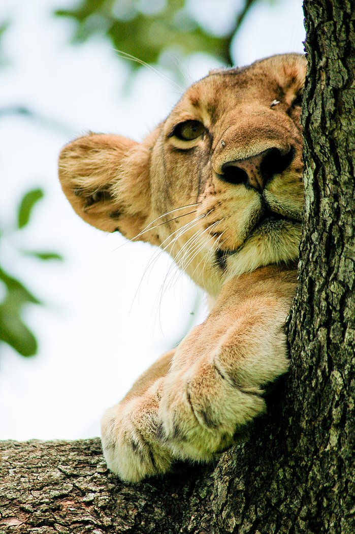 Safari