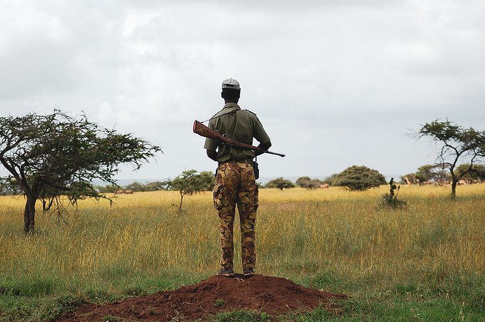 Safari